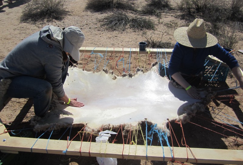 Softening a sheep hide.