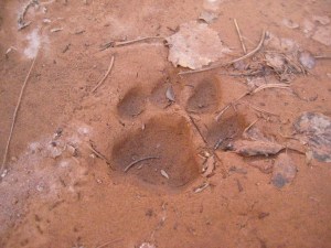 Track of a mountain lion in the mud tells part of the story of its recent travels.
